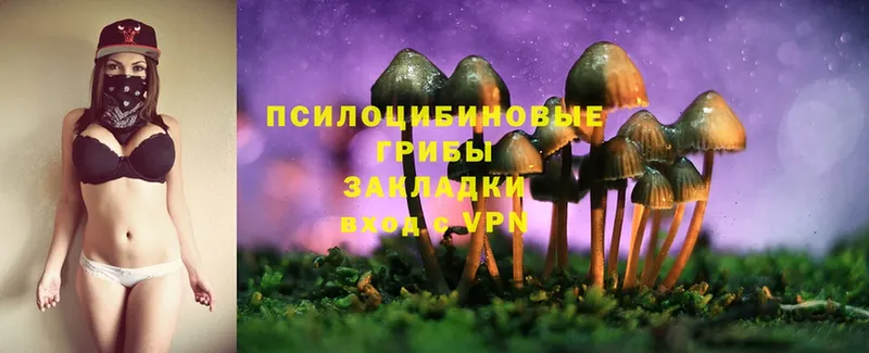 Псилоцибиновые грибы Psilocybe  Олонец 